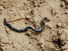 Amphisbaena fuliginosa amazonica
