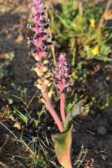 Lachenalia membranacea