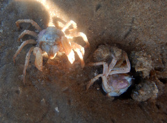 Mictyris darwinensis