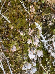Illosporium carneum