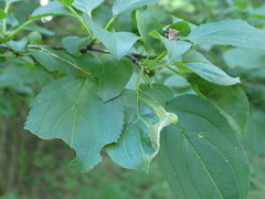 Trichochermes walkeri