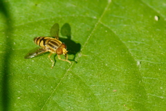 Parhelophilus integer