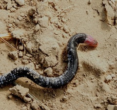 Amphisbaena fuliginosa amazonica