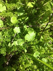 Hydrocotyle americana