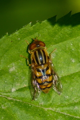 Parhelophilus integer