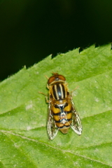 Parhelophilus integer