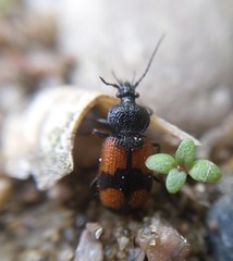 Panagaeus cruxmajor