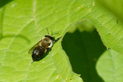 Osmia bucephala