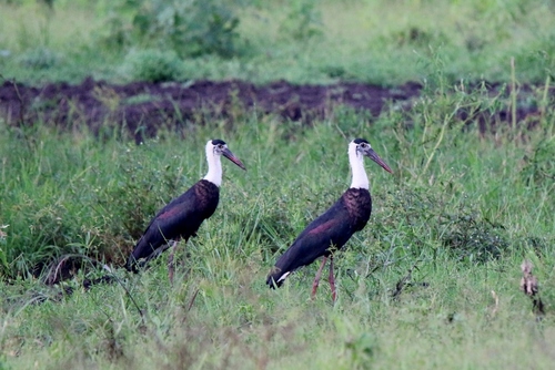 Subspecies Ciconia episcopus neglecta · iNaturalist