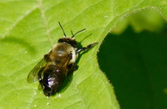 Osmia bucephala