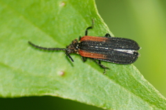 Greenarus thoracicus