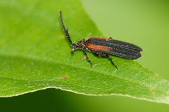Greenarus thoracicus