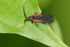 Greenarus thoracicus