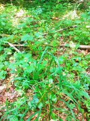 Dactylis glomerata lobata