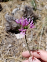 Allium bisceptrum