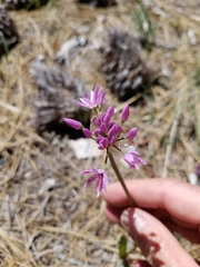 Allium bisceptrum