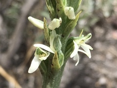 Platanthera yadonii