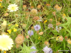 Sanguisorba verrucosa