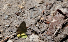 Catopyrops ancyra