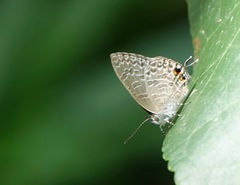 Catopyrops ancyra