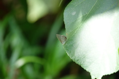 Catopyrops ancyra