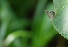 Catopyrops ancyra