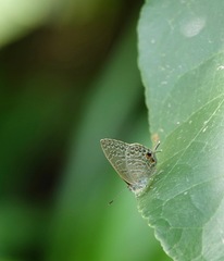 Catopyrops ancyra