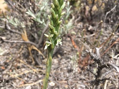 Platanthera yadonii