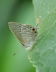 Catopyrops ancyra