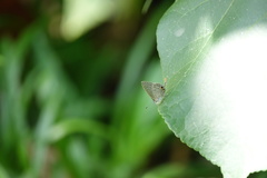 Catopyrops ancyra