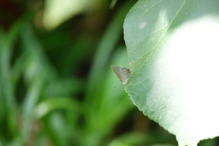 Catopyrops ancyra