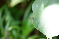 Catopyrops ancyra