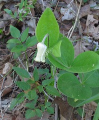 Clematis ochroleuca