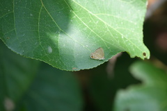 Catopyrops ancyra