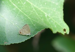 Catopyrops ancyra