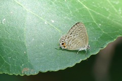 Catopyrops ancyra