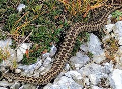 Vipera ursinii