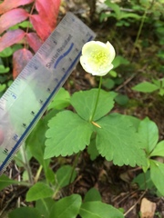 Anemonastrum deltoideum