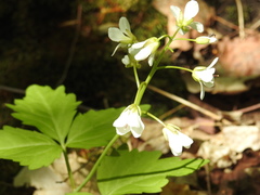 Cardamine maxima