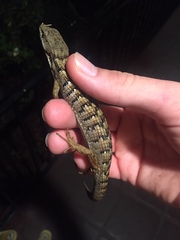 Elgaria multicarinata
