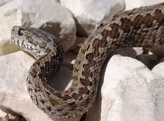 Vipera ursinii