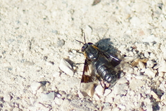 Chrysops cincticornis