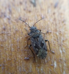 Sphragisticus nebulosus