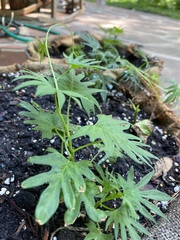 Ipomoea × multifida