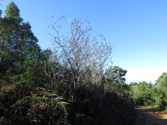 Acacia crassiuscula