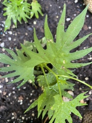 Ipomoea × multifida
