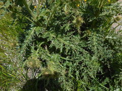 Cirsium bertolonii