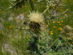 Cirsium bertolonii