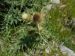 Cirsium bertolonii