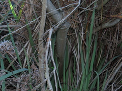 Acacia crassiuscula